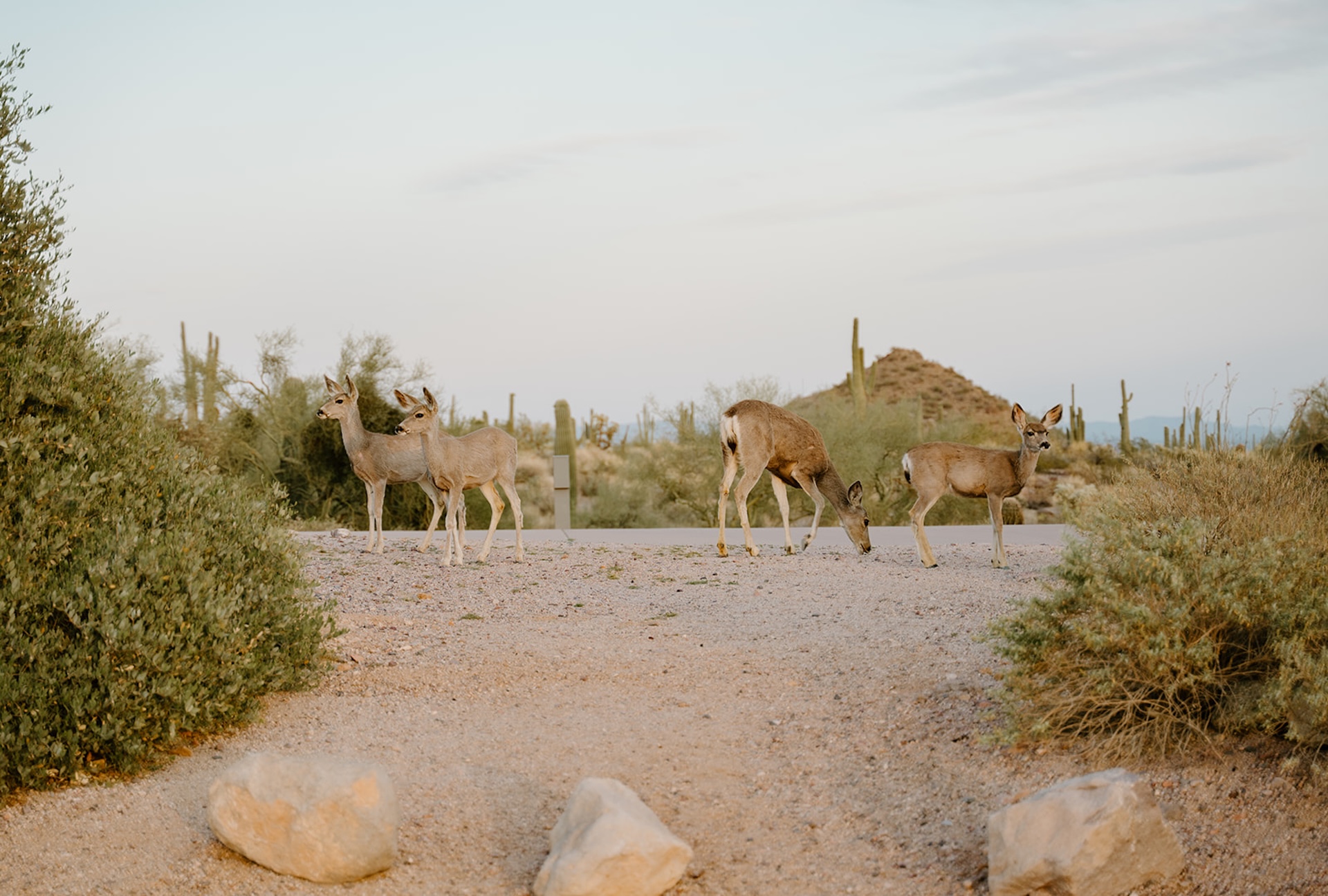 A small group of desert deer standing along a gravel path surrounded by cacti and soft evening light, setting the scene for arizona engagement photos in the quiet Arizona desert.